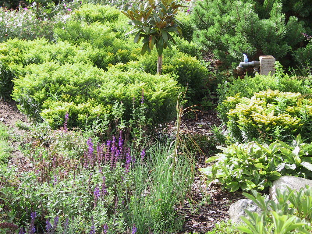 Solidago Hybride Laurin 05.jpg